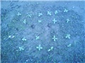 Suncokreti